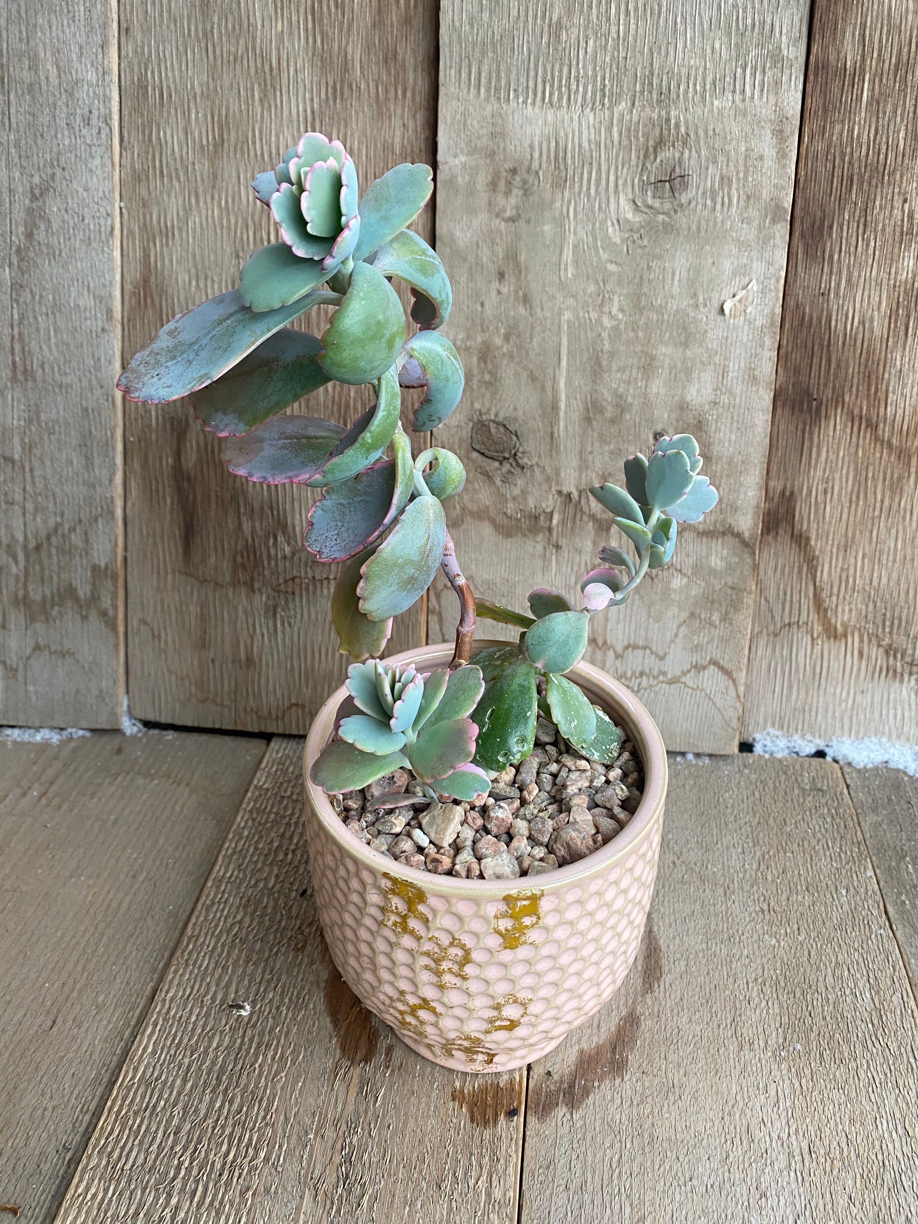 Variegated Kalanchoe