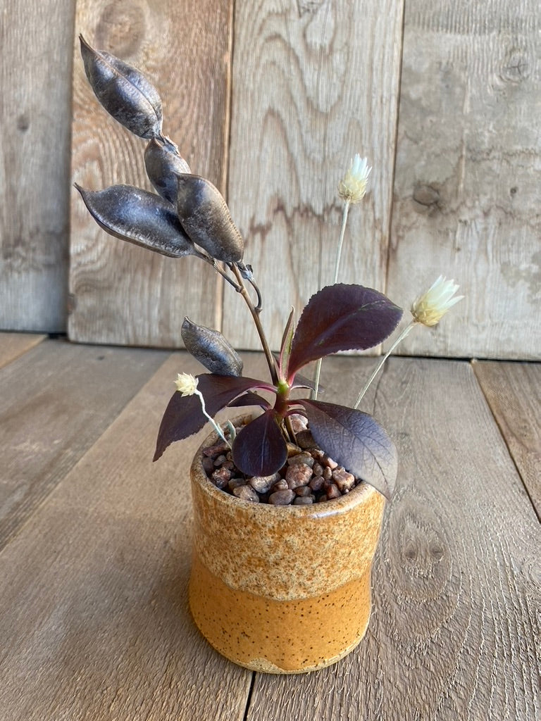 Euphorbia - mini