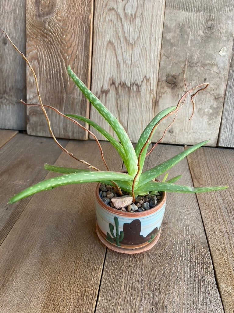 Aloe Vera - Small