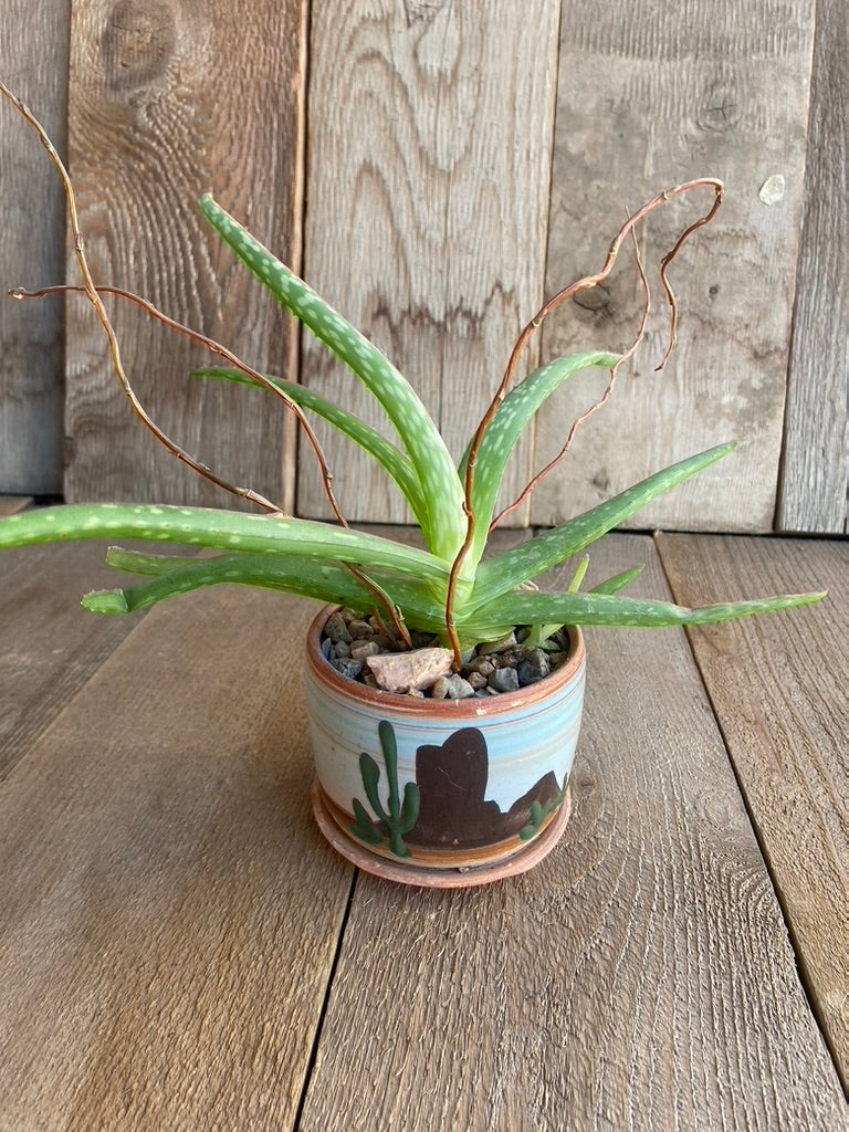 Aloe Vera - Small