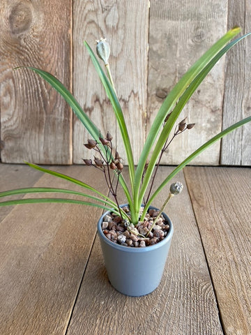 Spider Plant - mini